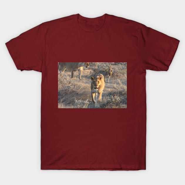 Namibia. Etosha National Park. Lioness. T-Shirt by vadim19